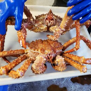 Live King Crab and Crab Legs - pellet (1000kg)